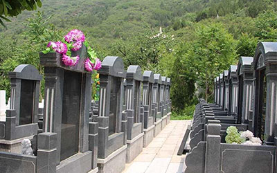 墓地中的蛇寓意什么