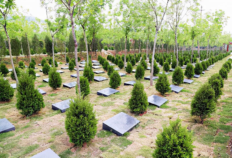 树葬的优势在哪？昆明及周边哪里有？