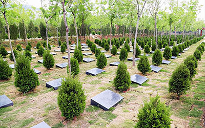 树葬的优势在哪？昆明及周边哪里有？