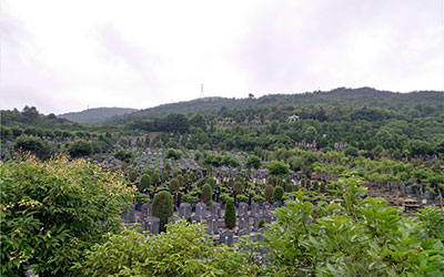 陵园和公墓的区别是什么？