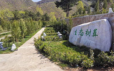 树葬：绿色悼念与生命延续的新方式