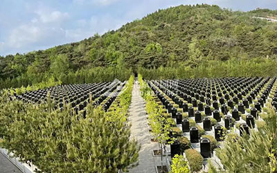 什么公共墓地风水好？墓地风水的讲究有哪些？