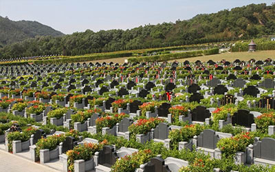 坟墓前栽什么树好？