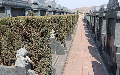 看坟地遇见黑猫是好事还是坏事呢