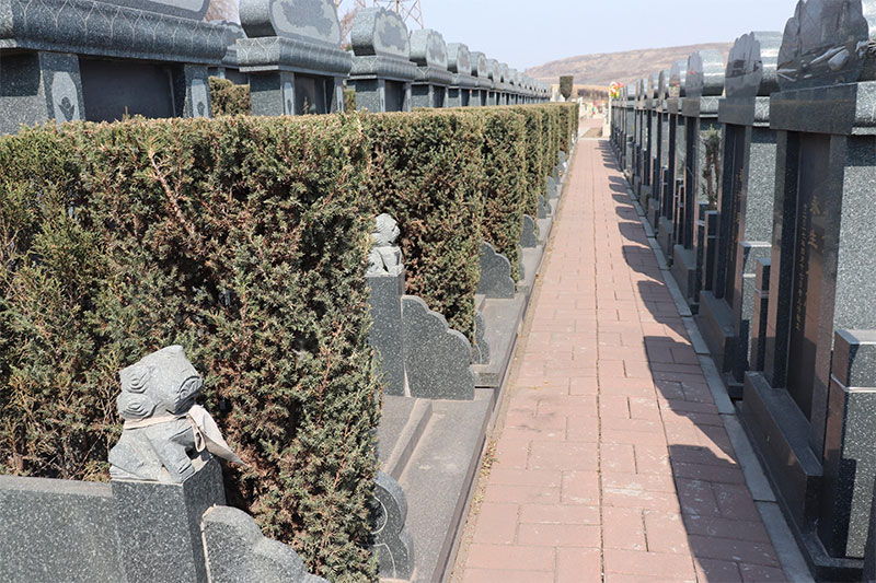 看坟地遇见黑猫是好事还是坏事呢 看坟地遇见黑猫是好事还是坏事呢