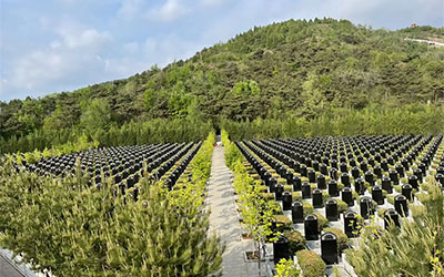 坟地人丁旺不旺怎么看？这三种坟地风水好