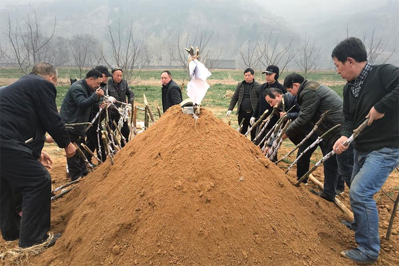 三天圆坟为啥不让女儿去