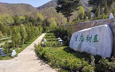 树葬是什么意思？树葬要去哪里办理呢？