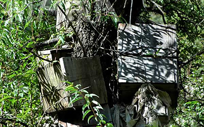 白玉树葬：独特的葬礼习俗