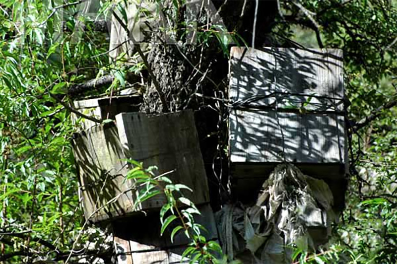 白玉树葬：独特的葬礼习俗