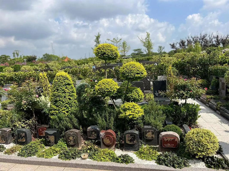 墓园中都有什么绿植是比较好的