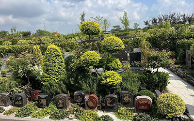 墓园中都有什么绿植是比较好的