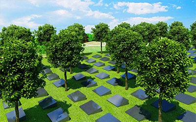 树葬中常见的树都有哪些？