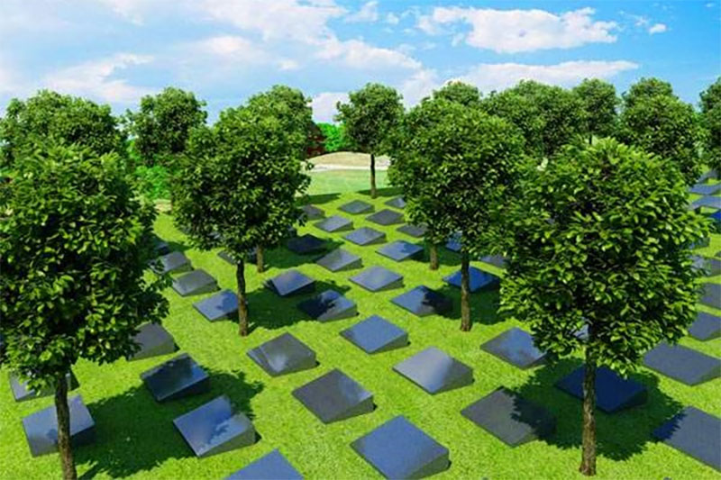 树葬中常见的树都有哪些