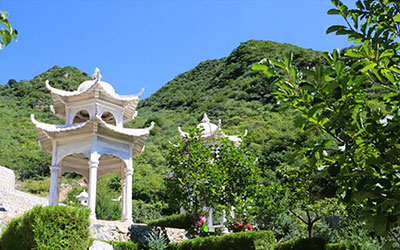 树葬有什么讲究？树选什么树比较好？