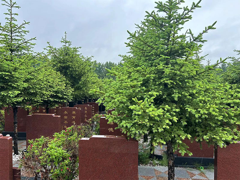 墓地种树的文化意蕴与讲究