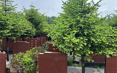 墓地种树的文化意蕴与讲究