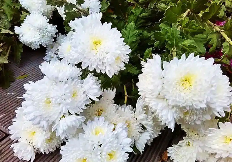 守孝与新婚：传统与现代交织下的情感抉择