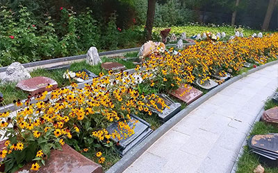 生态葬：生命归尘的绿色礼赞