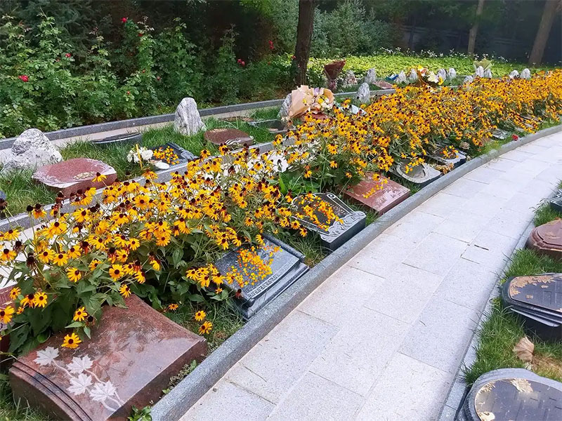 生态葬:生命归尘的绿色礼赞 生态葬:生命归尘的绿色礼赞