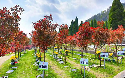 树葬：让生命在自然中延续