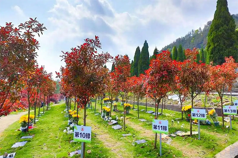 树葬：让生命在自然中延续