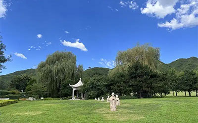 生命终点的抉择：树葬与海葬，你会选择哪一种？