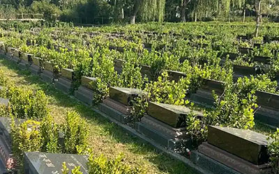 探索生态节地葬的多种形式