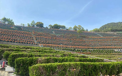 公墓的性质有几种?