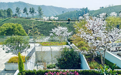 树葬：向大地归还生命的诗意与温度