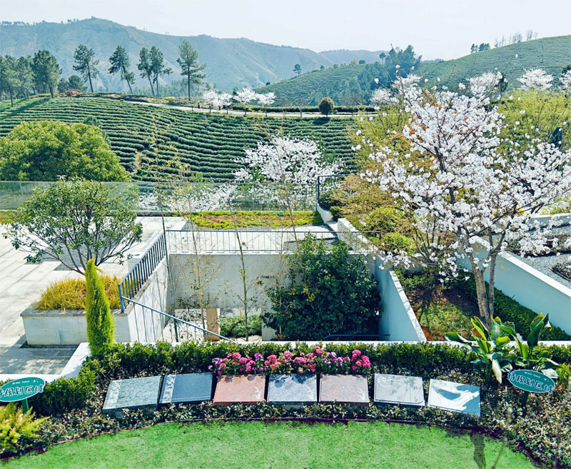 树葬：向大地归还生命的诗意与温度