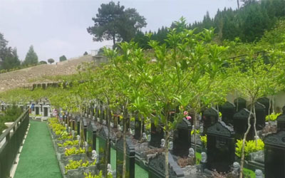 到期后如何续费？无人续费的墓地会如何处理？