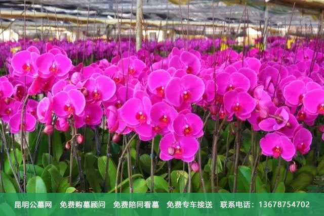 昆明长松园公墓